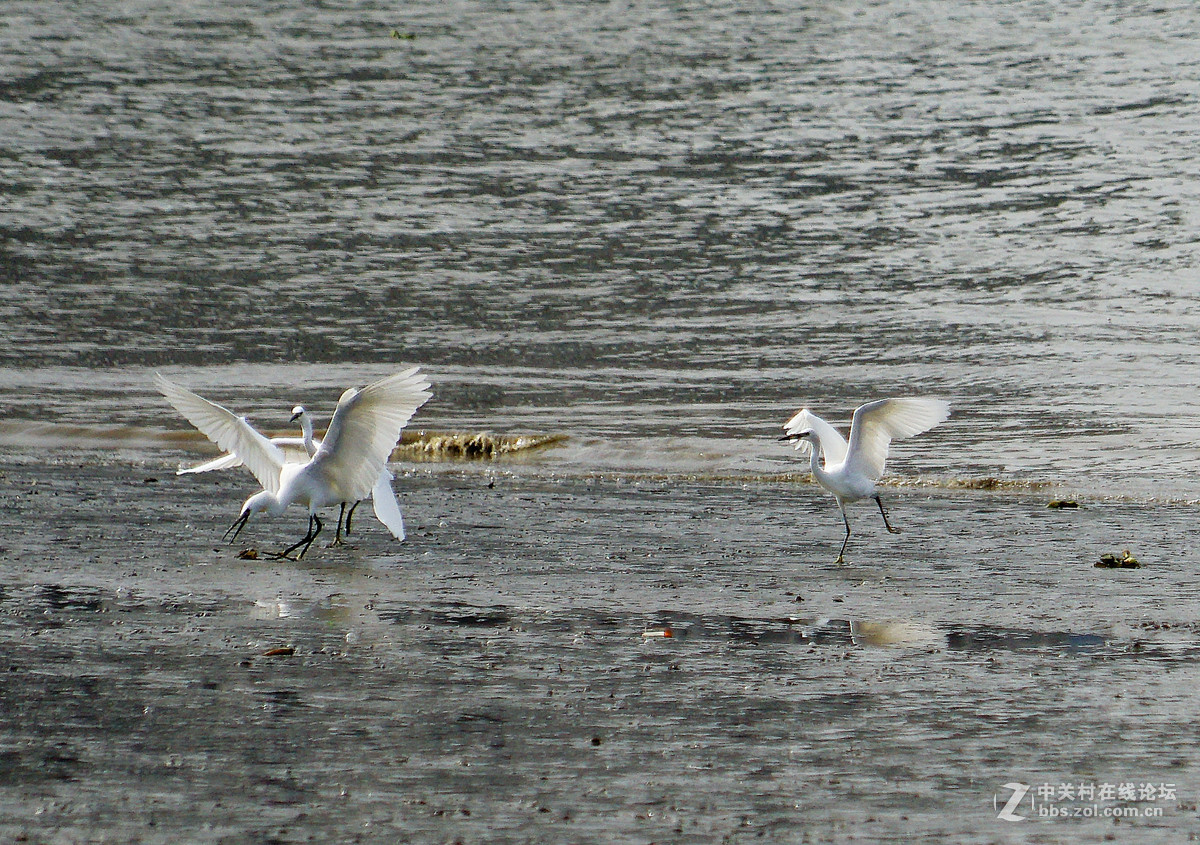 退潮后的黄浦江成了白鹭的天堂
