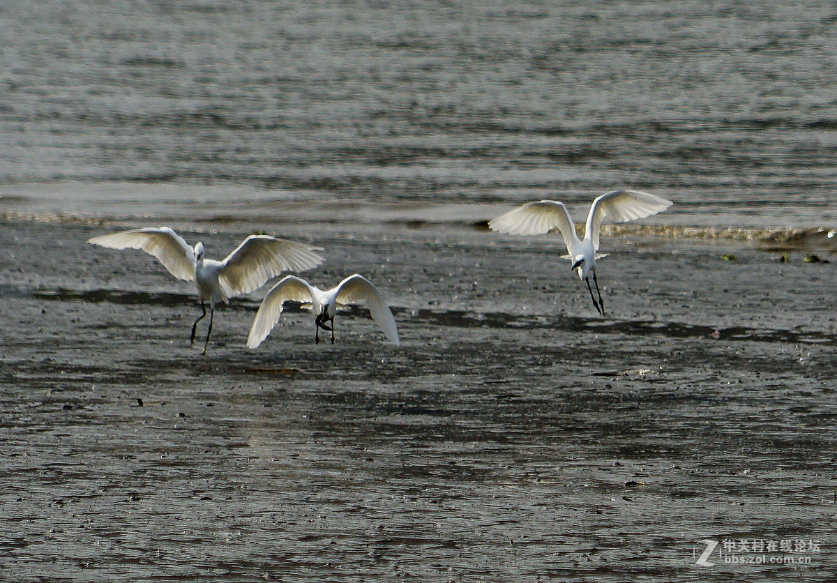 退潮后的黄浦江成了白鹭的天堂