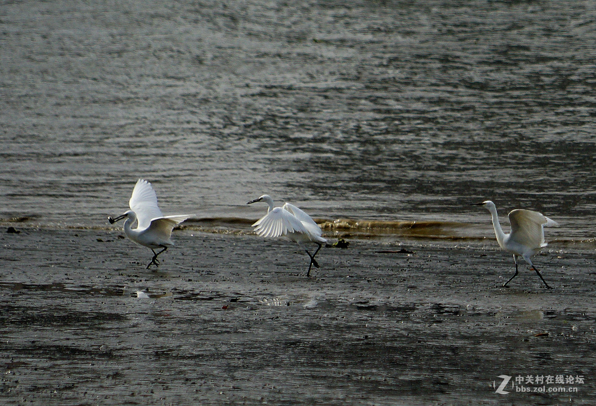 退潮后的黄浦江成了白鹭的天堂