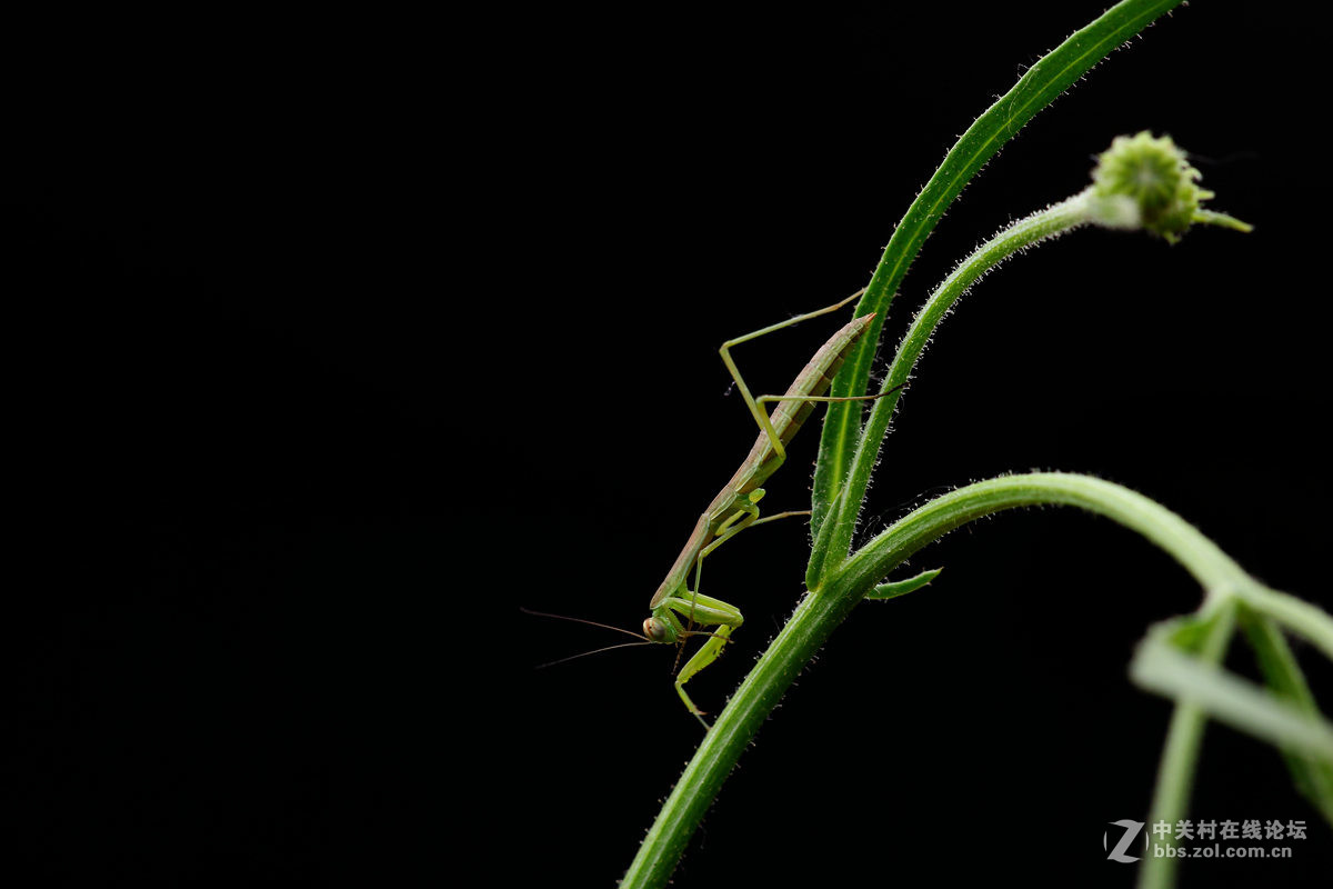 一组光影小螳螂