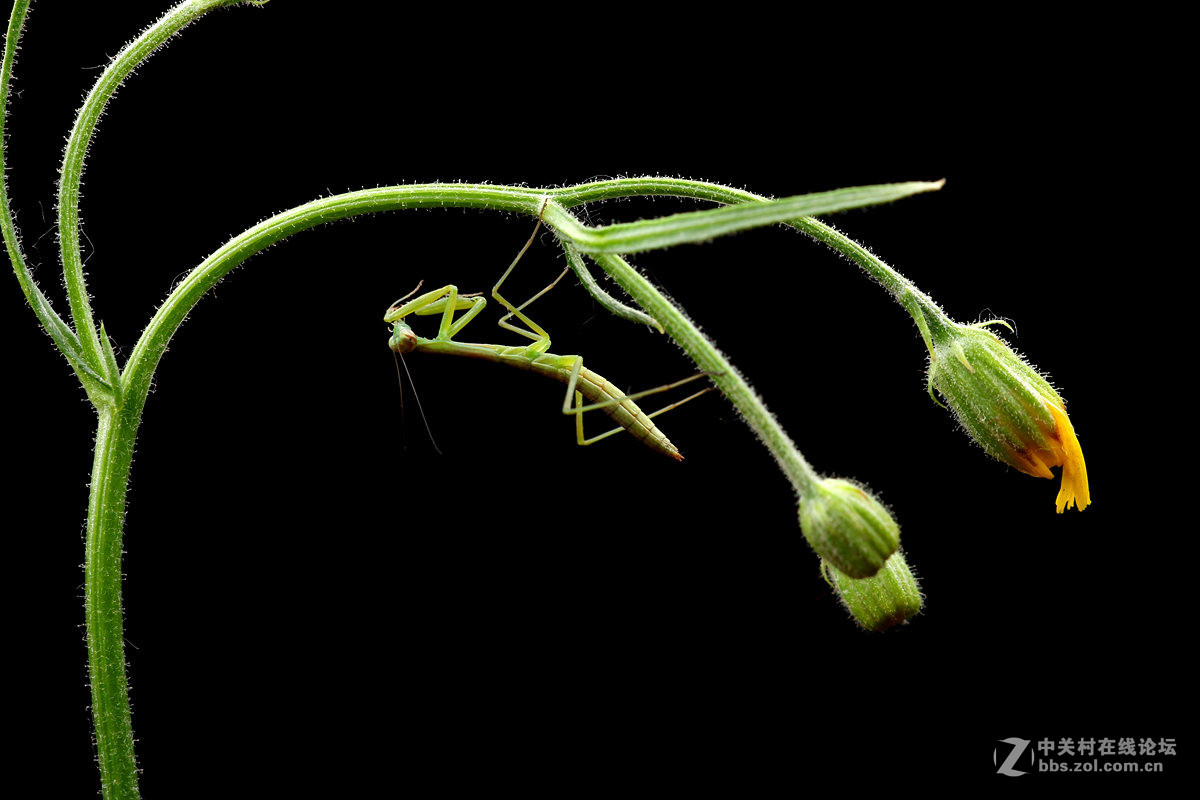 一组光影小螳螂