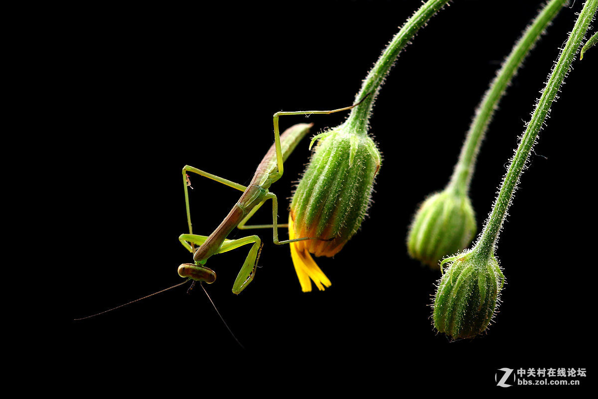 一组光影小螳螂