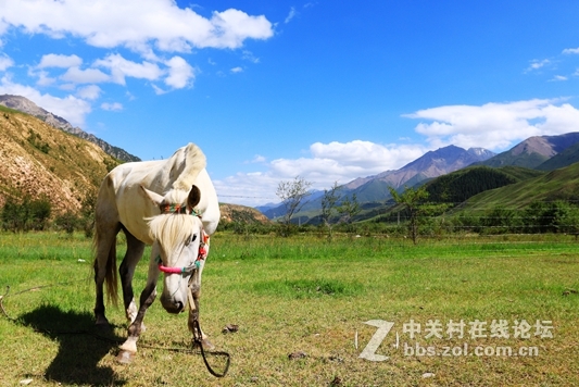 祁连山夏季牧场——肃南松木滩