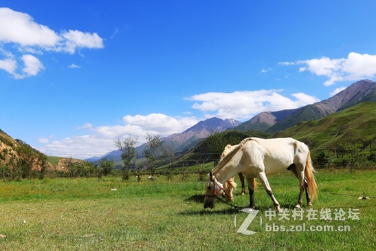 祁连山夏季牧场——肃南松木滩