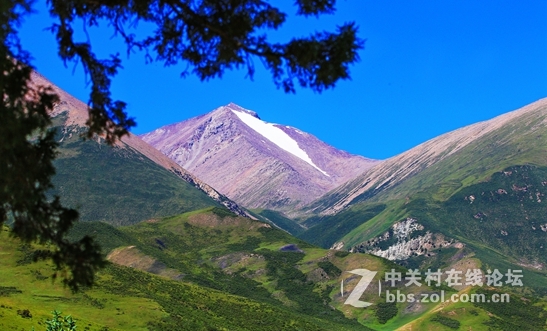 祁连山夏季牧场——肃南松木滩