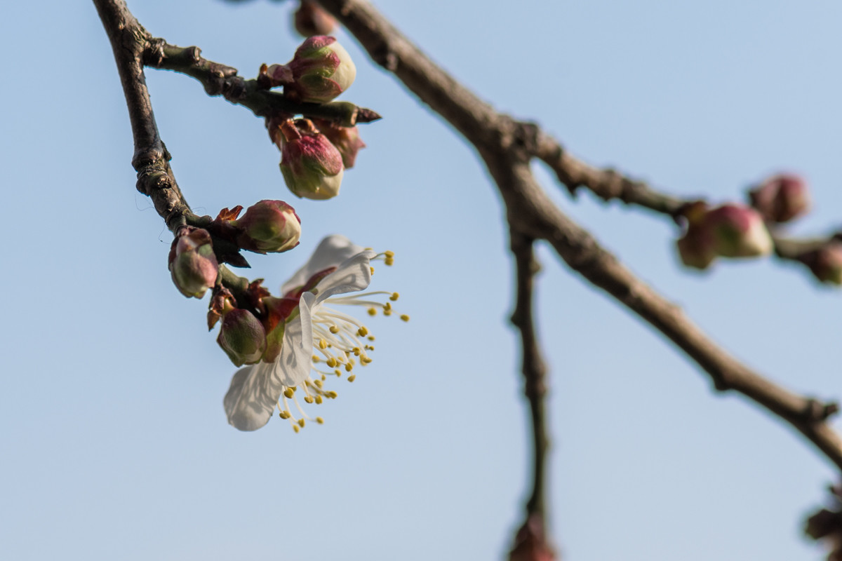 白梅花-2