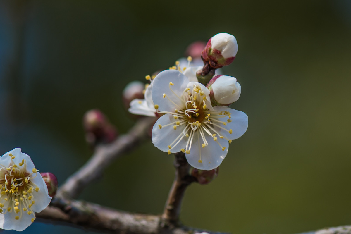 白梅花-2