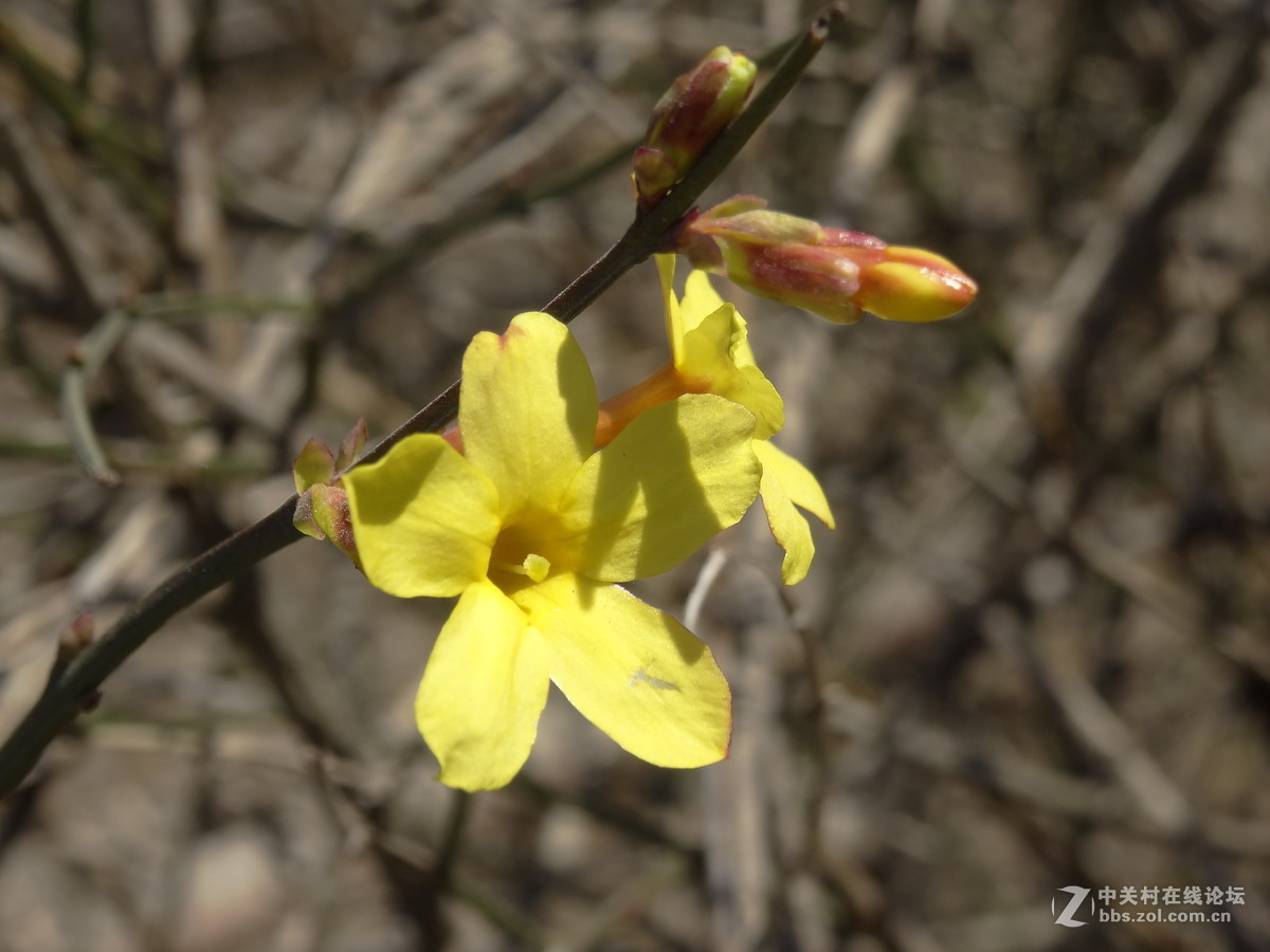 在2017的春天里（3）