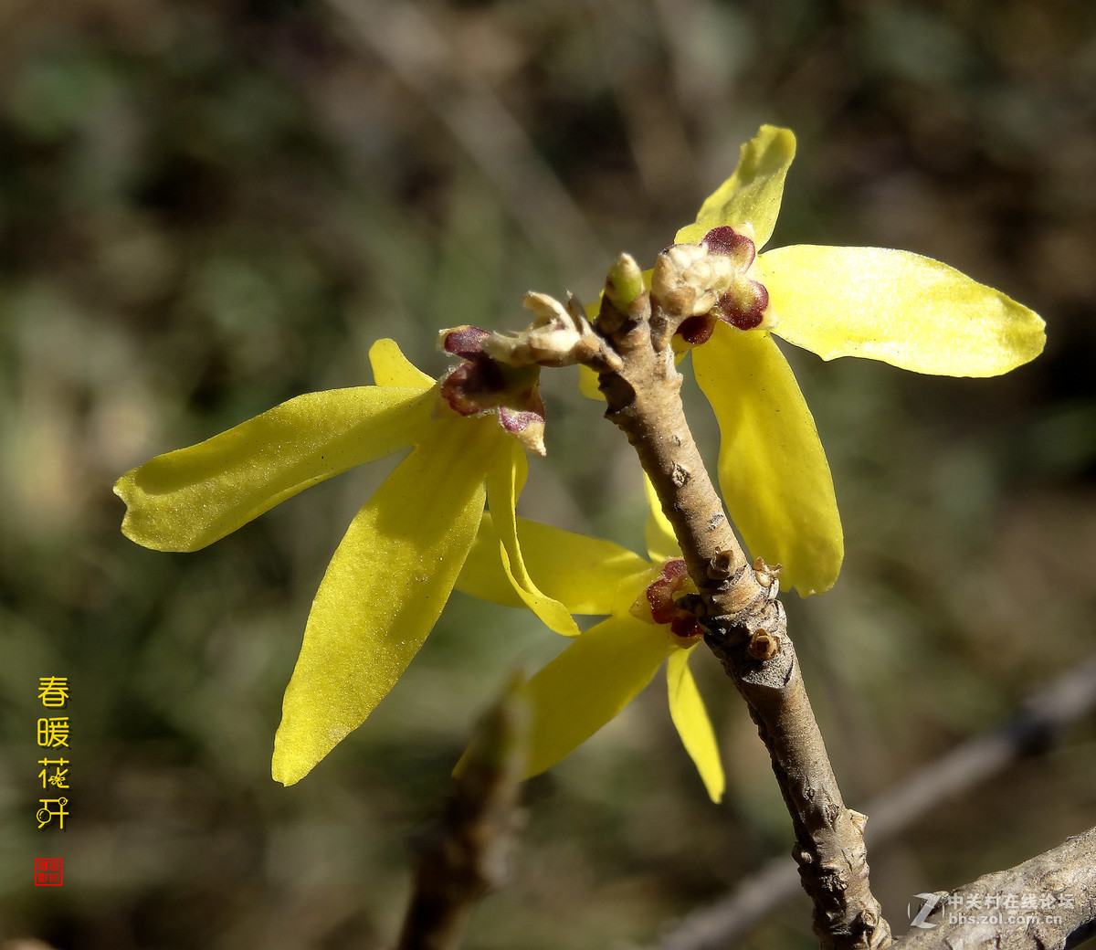 在2017的春天里（3）