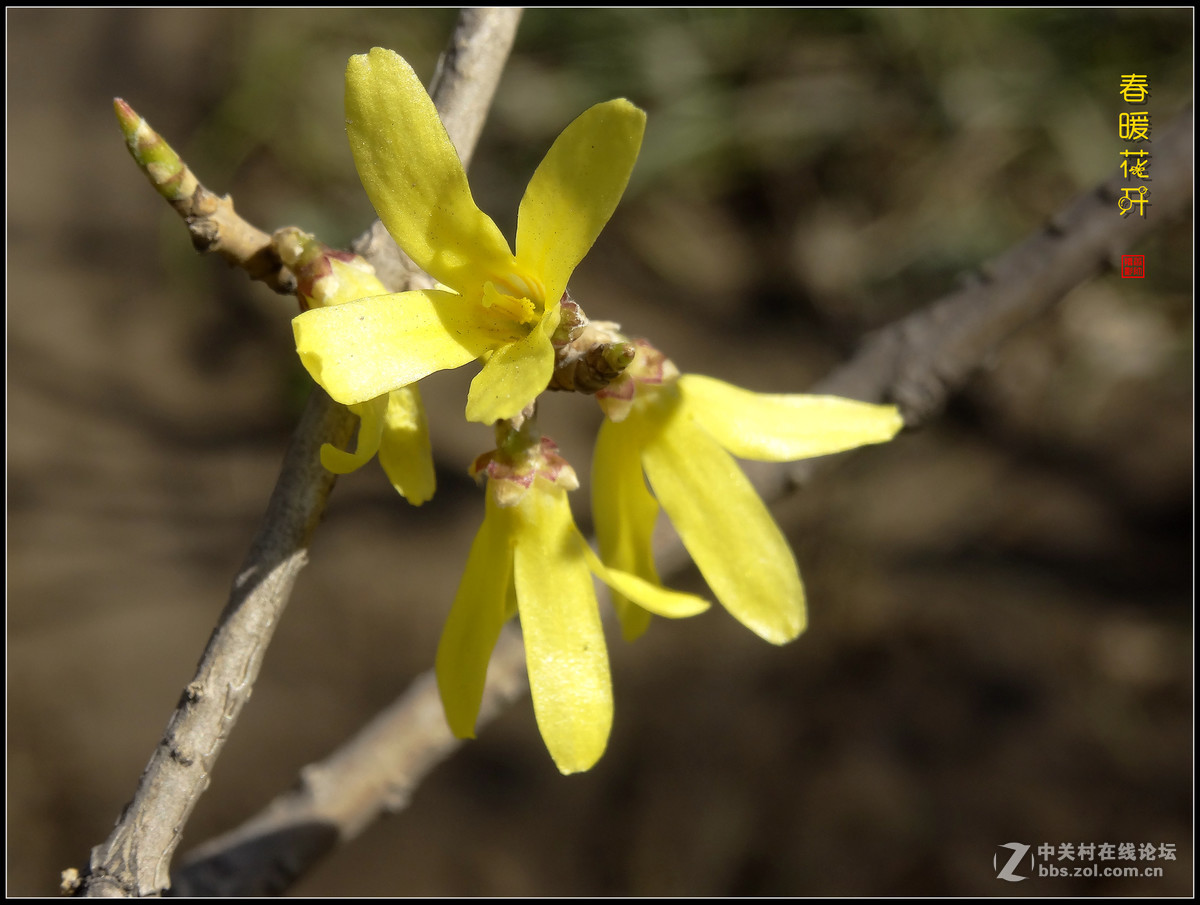 在2017的春天里（3）