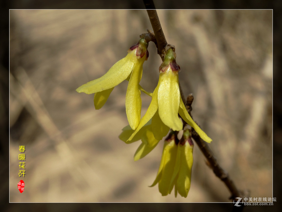 在2017的春天里（3）