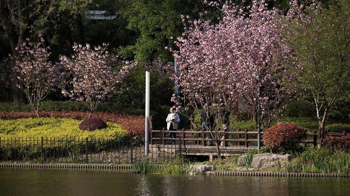 花园小景（一）