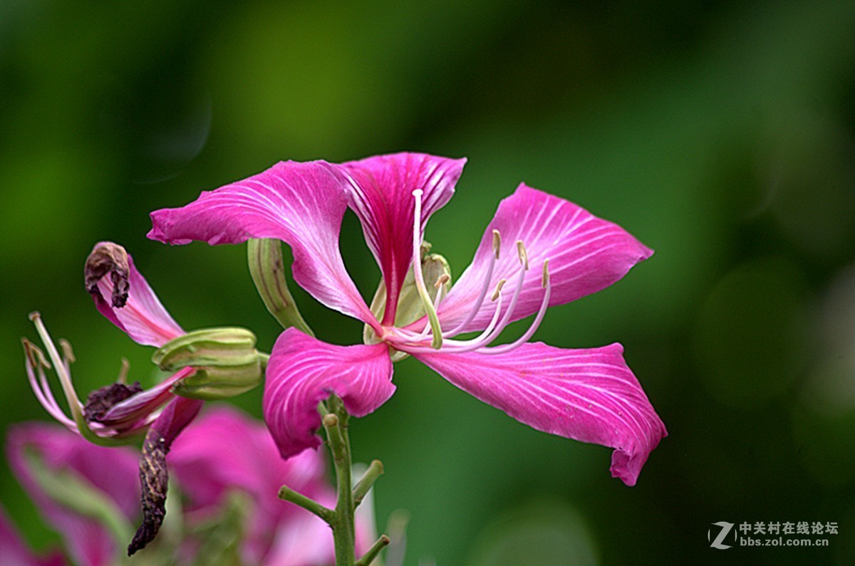 同一照片的对比，严重的波尔纹，望摄影们指点指点。