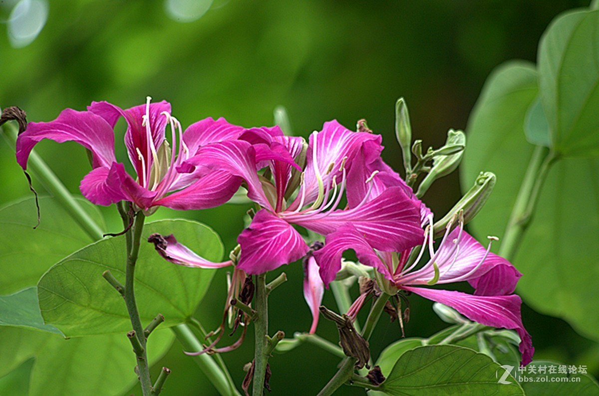 同一照片的对比，严重的波尔纹，望摄影们指点指点。