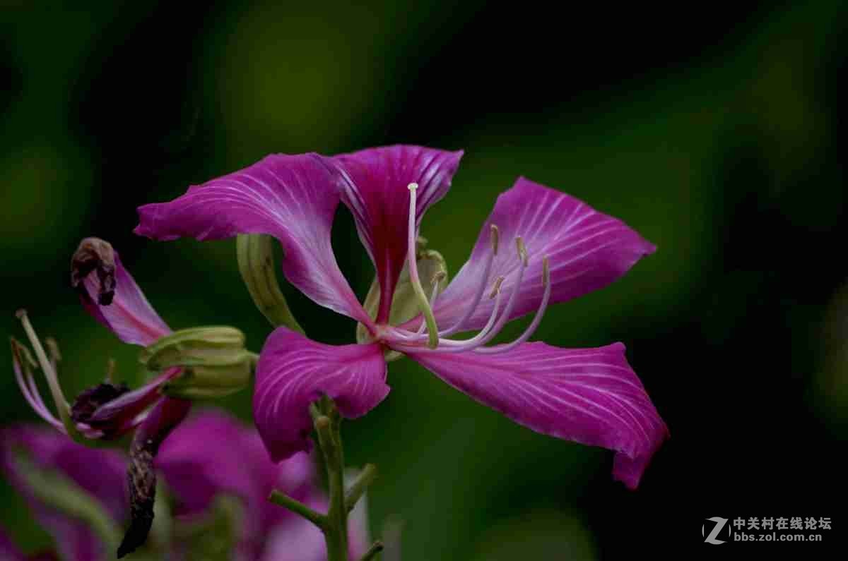 同一照片的对比，严重的波尔纹，望摄影们指点指点。