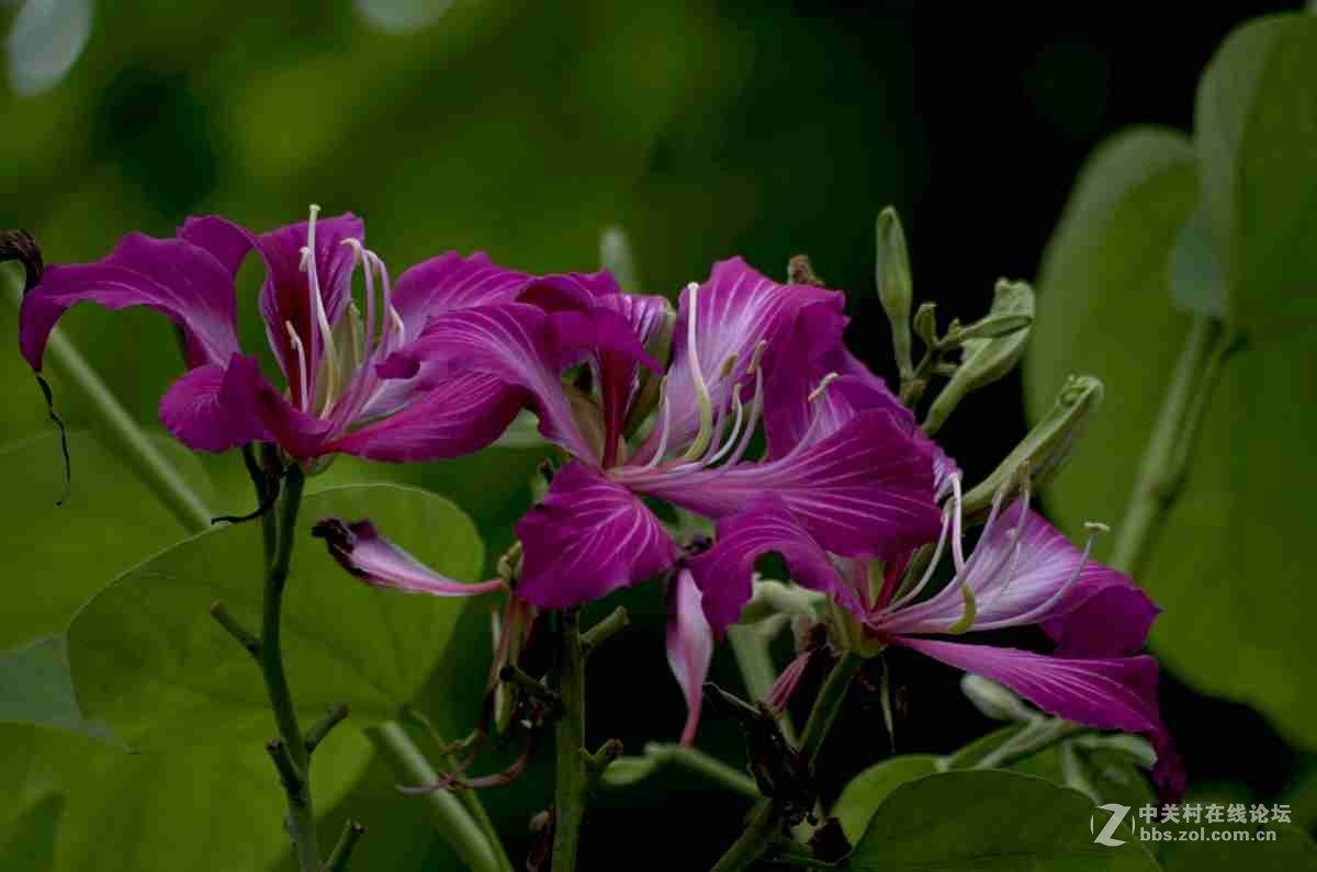 同一照片的对比，严重的波尔纹，望摄影们指点指点。