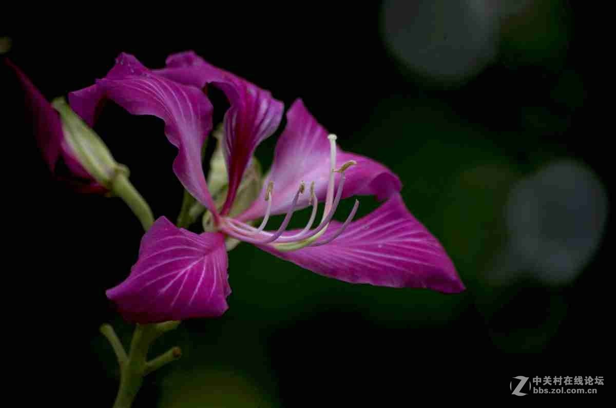 同一照片的对比，严重的波尔纹，望摄影们指点指点。