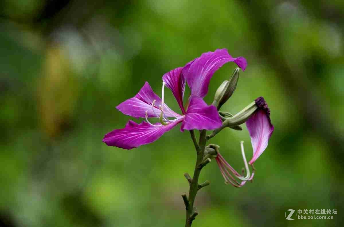 同一照片的对比，严重的波尔纹，望摄影们指点指点。