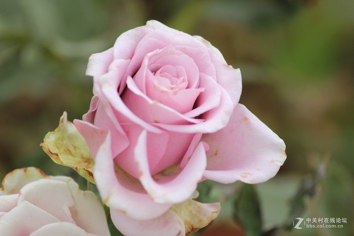 玫槐花