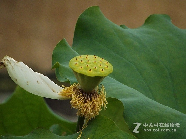 新人求教花卉质感