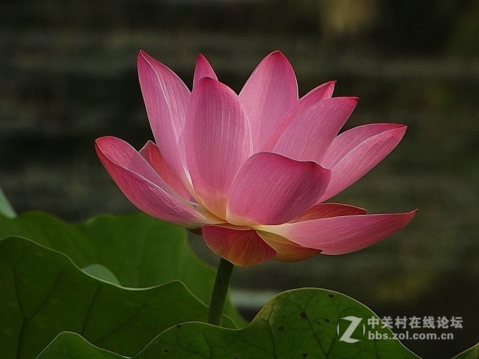 新人求教花卉质感