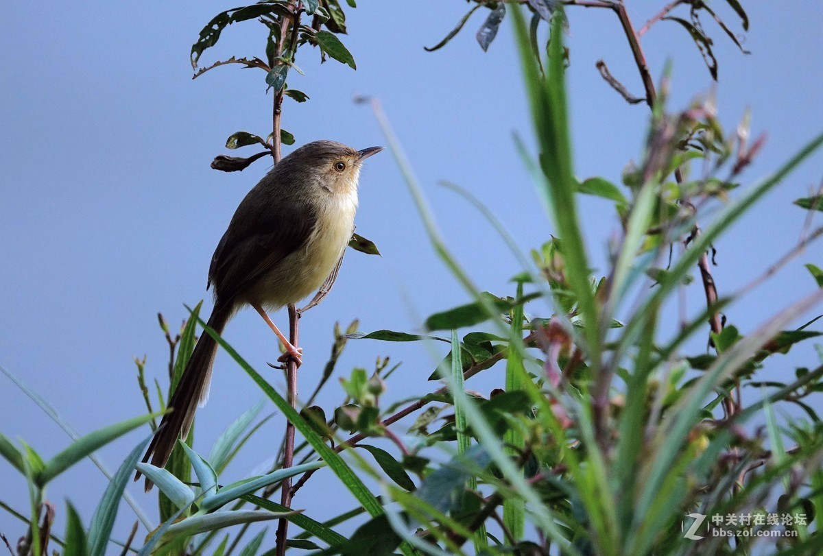 野拍纯色山鹪莺 【二】