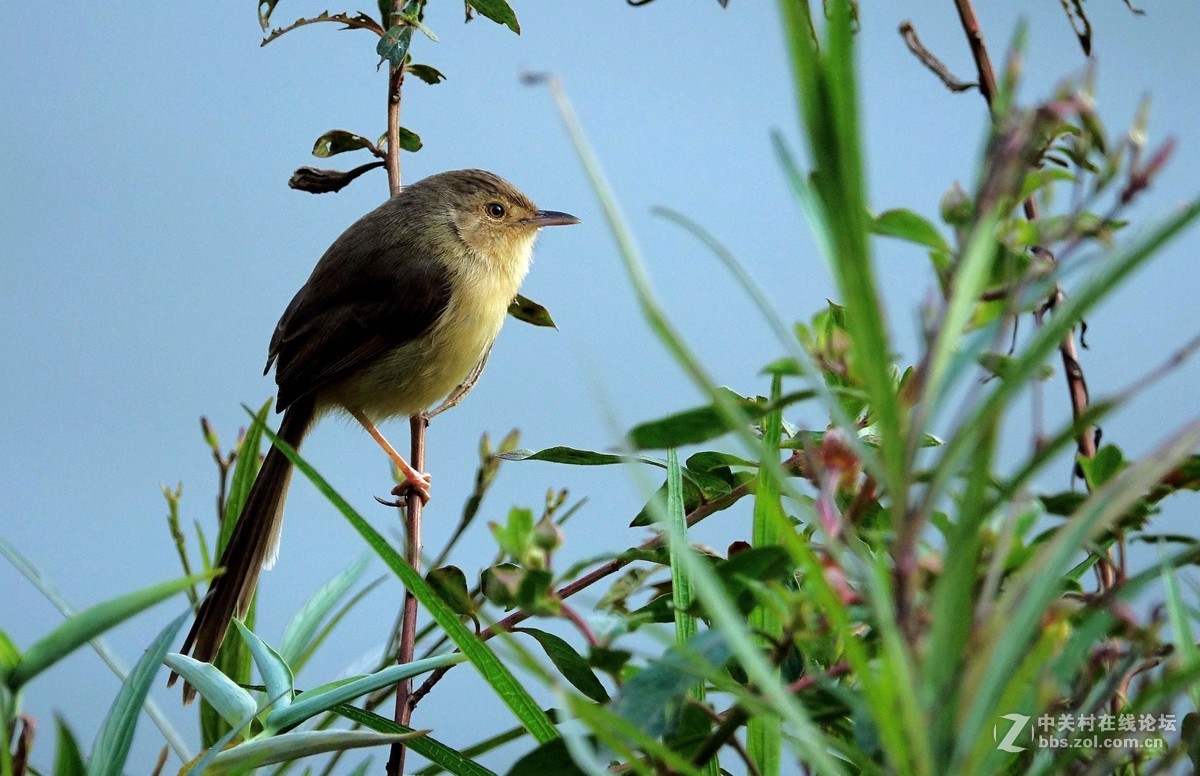 野拍纯色山鹪莺 【二】