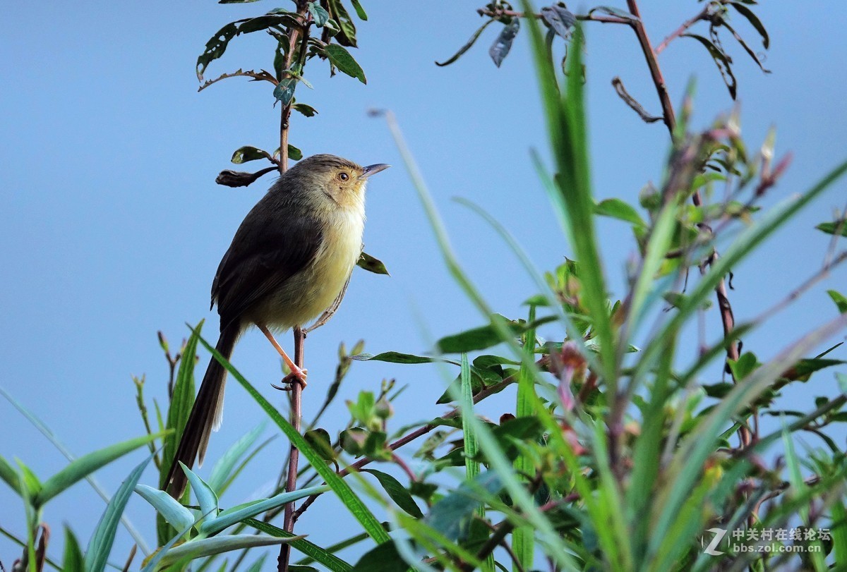 野拍纯色山鹪莺 【二】