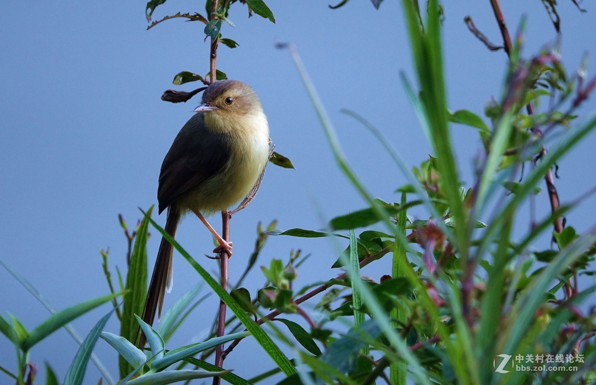 野拍纯色山鹪莺 【二】