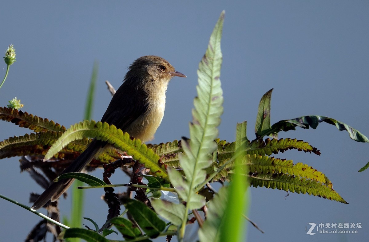 野拍纯色山鹪莺 【二】