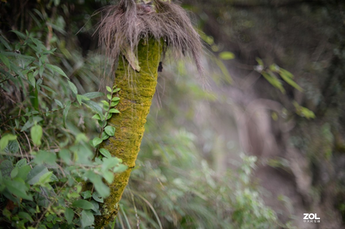 尼康AIS50 1.2游拍圣灯山