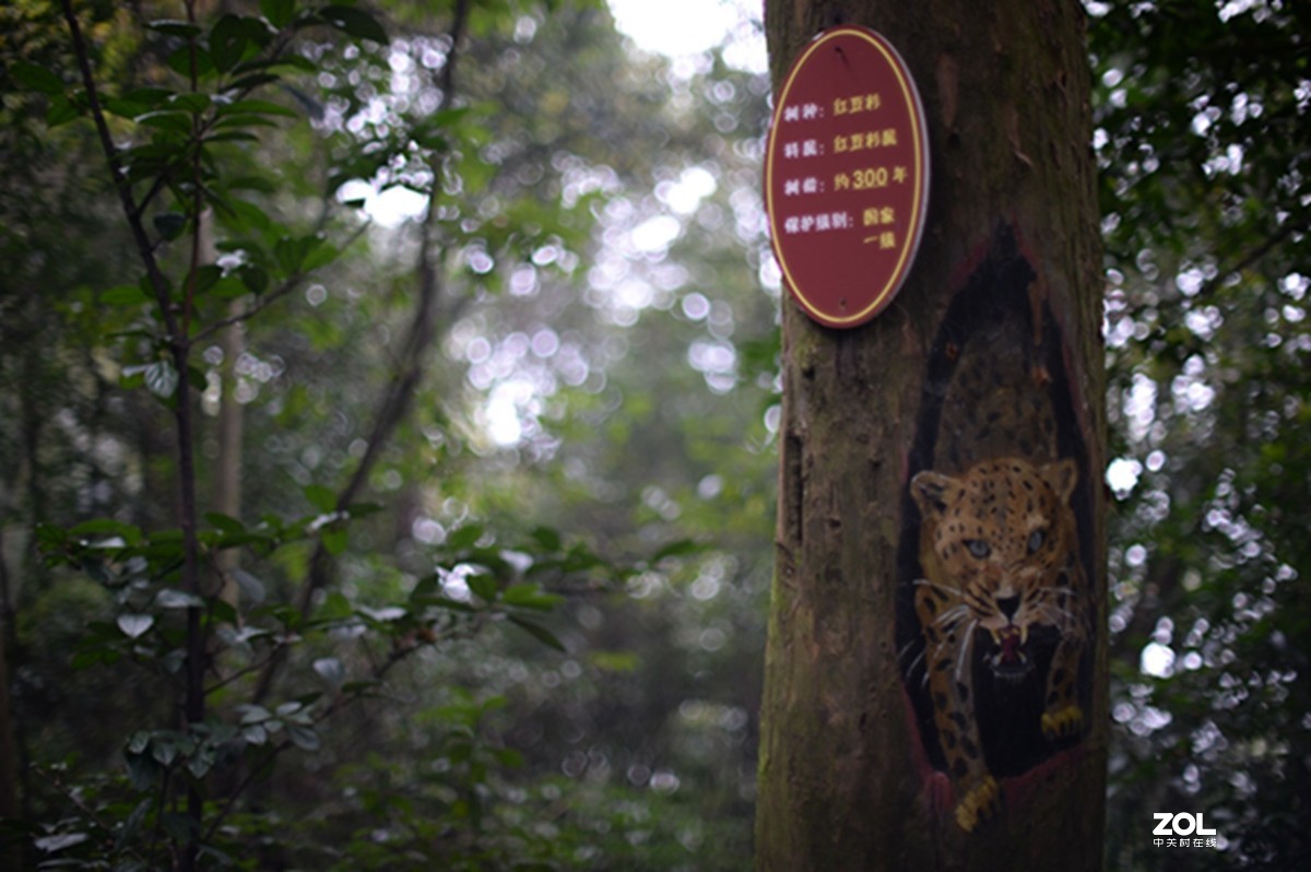 尼康AIS50 1.2游拍圣灯山