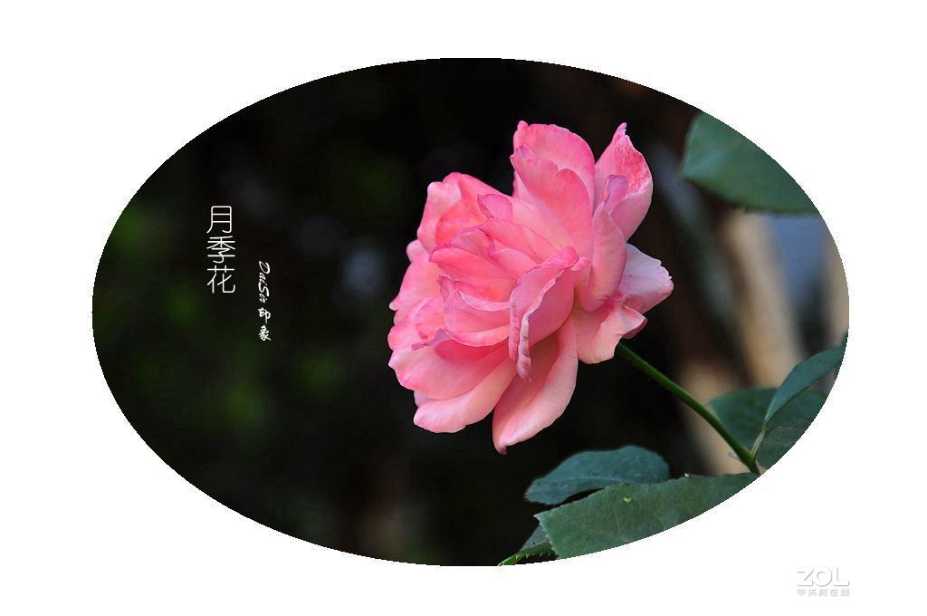 月季花