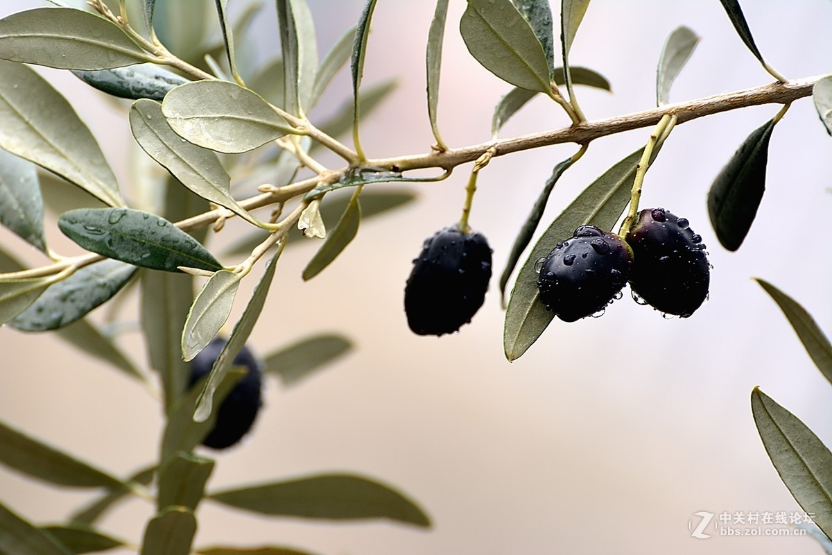 油橄榄果实