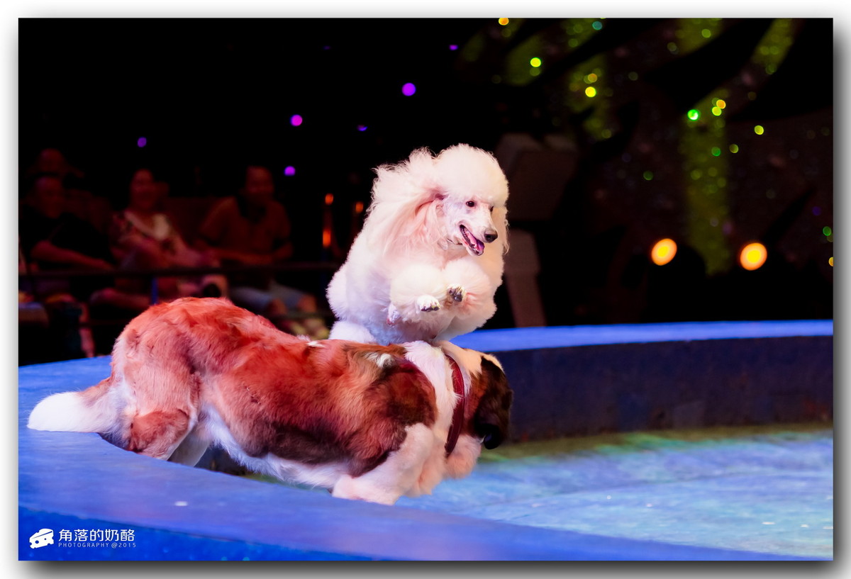 珠海长隆马戏映像4训狗表演