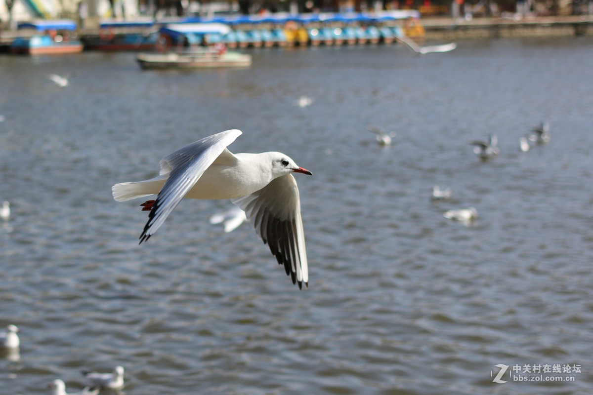 40饼干头抓拍的红嘴鸥