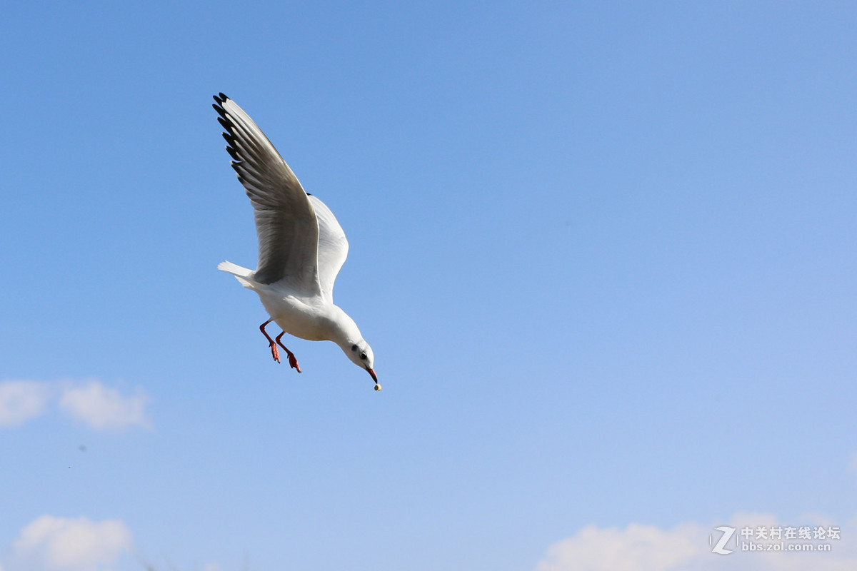 40饼干头抓拍的红嘴鸥