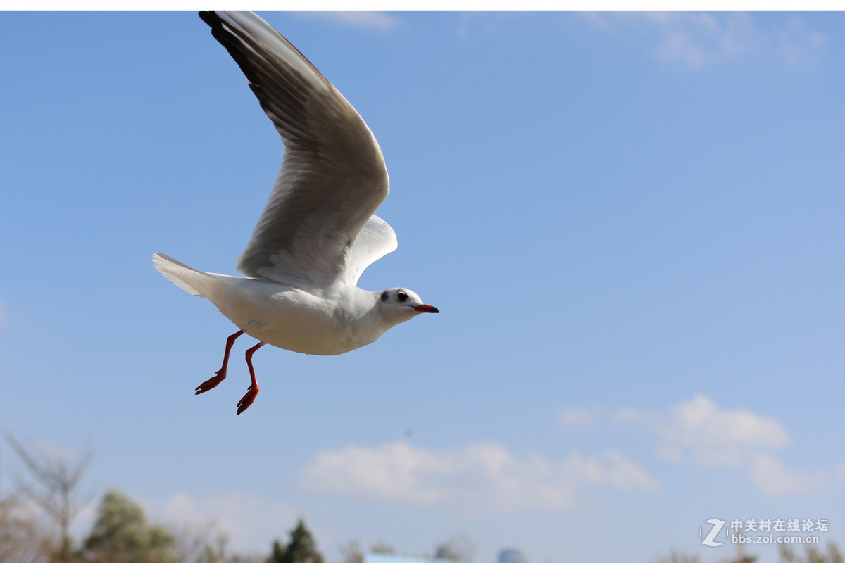 40饼干头抓拍的红嘴鸥