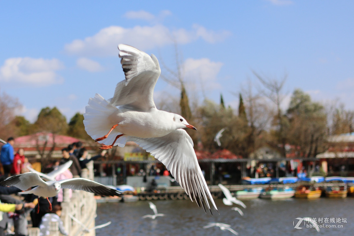 40饼干头抓拍的红嘴鸥