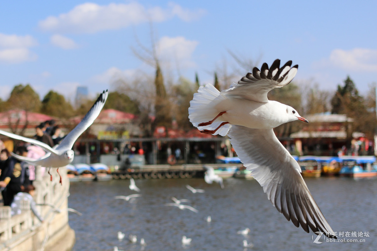 40饼干头抓拍的红嘴鸥