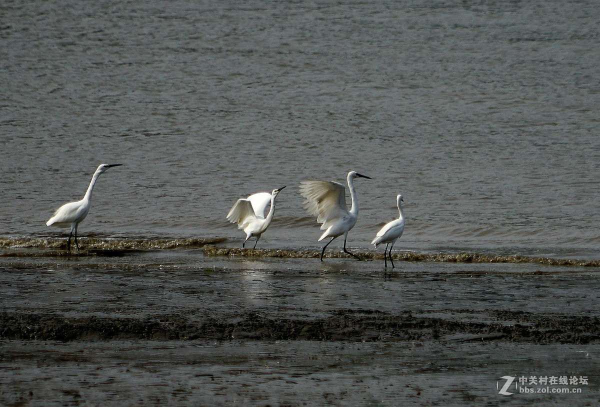 退潮后的黄浦江成了白鹭的天堂
