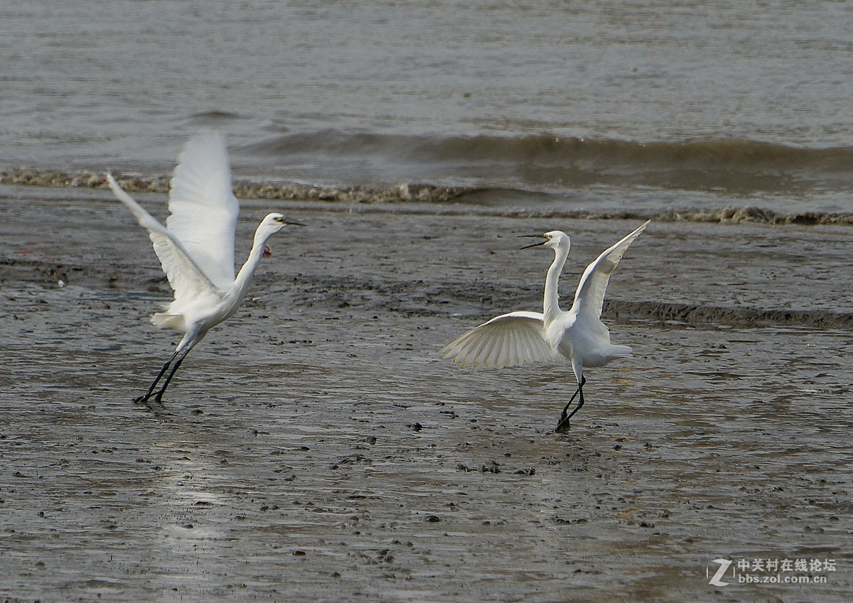 退潮后的黄浦江成了白鹭的天堂