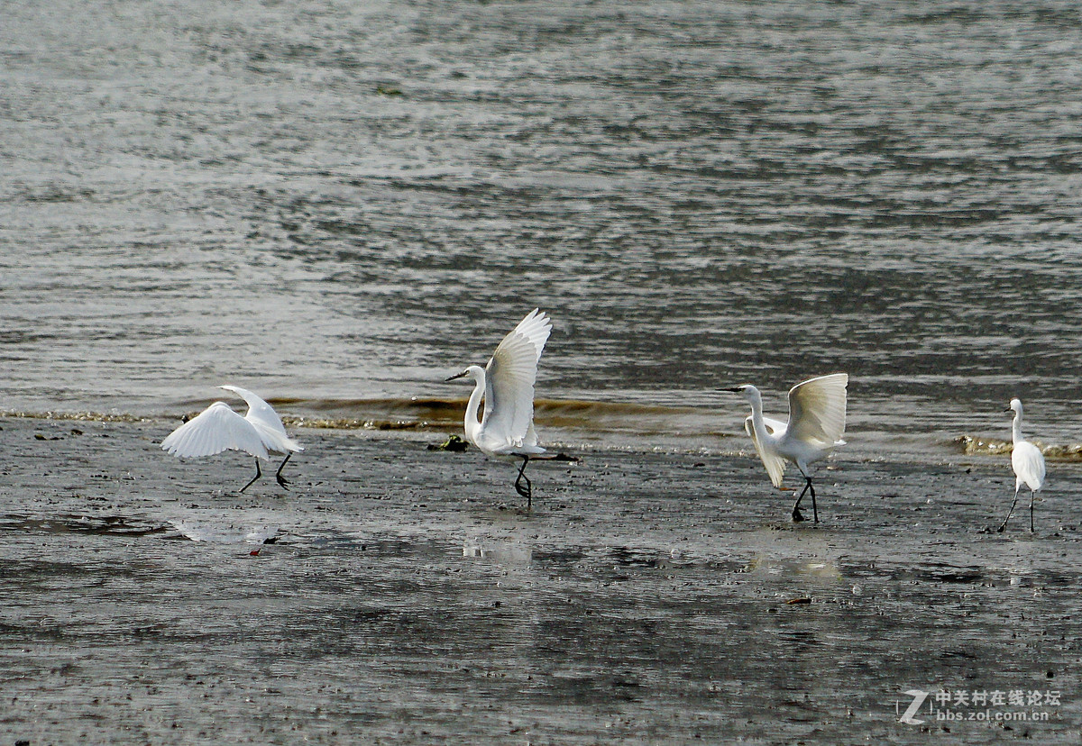 退潮后的黄浦江成了白鹭的天堂
