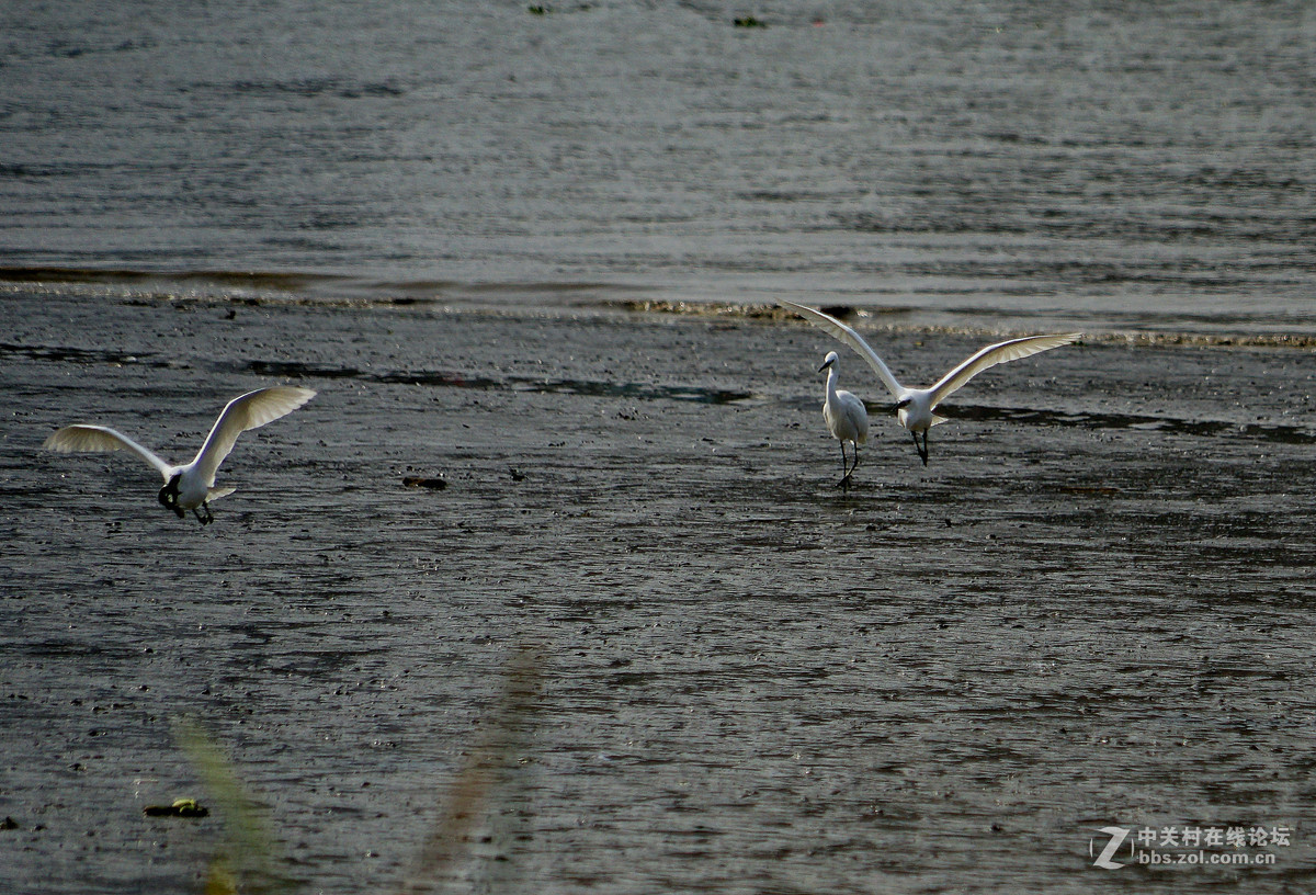 退潮后的黄浦江成了白鹭的天堂