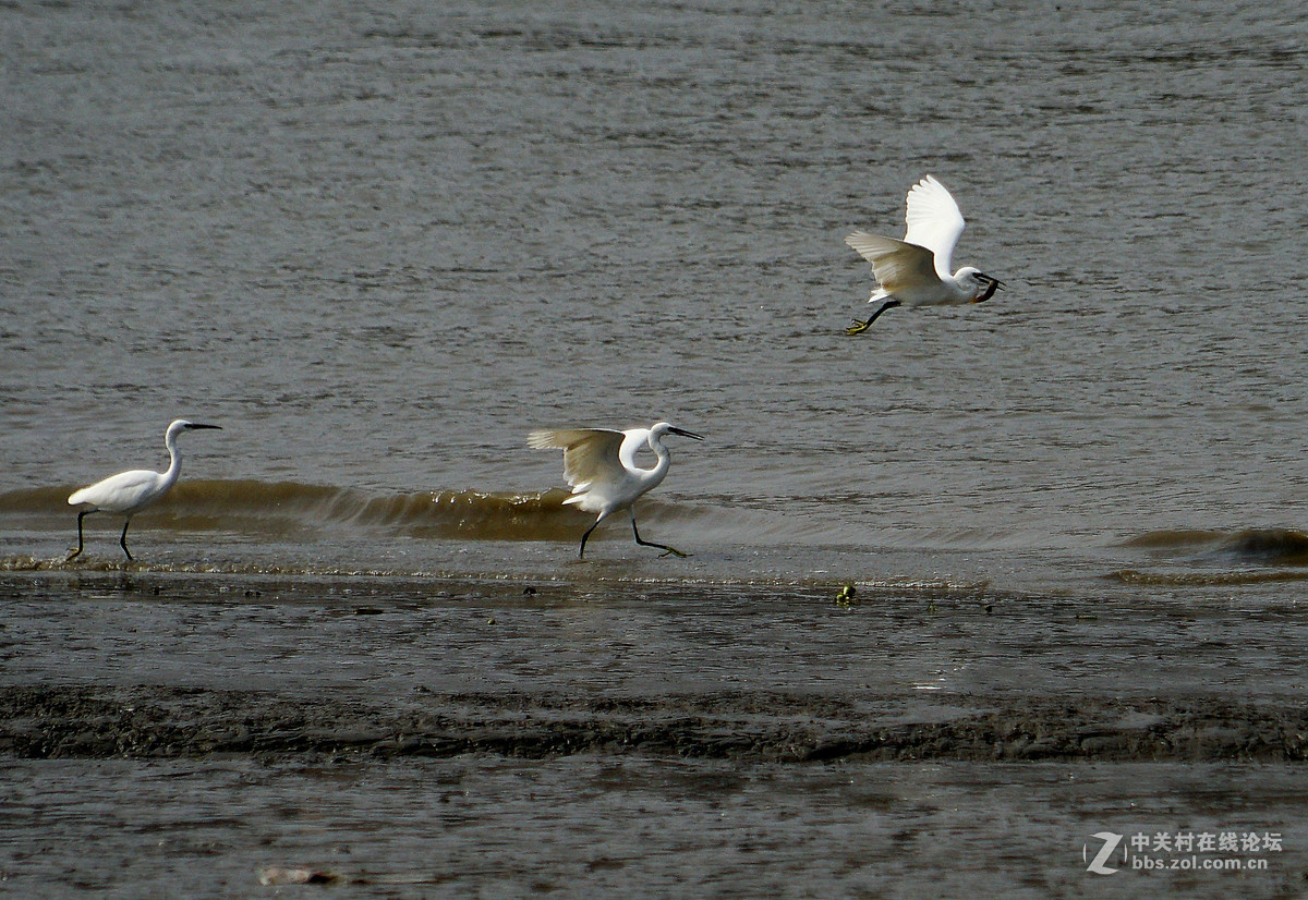 退潮后的黄浦江成了白鹭的天堂
