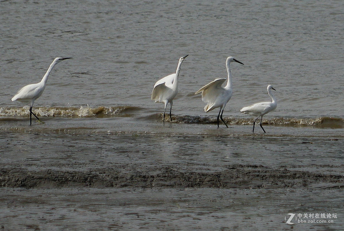 退潮后的黄浦江成了白鹭的天堂