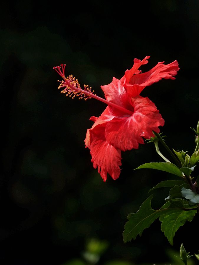 扶桑花又名大红花