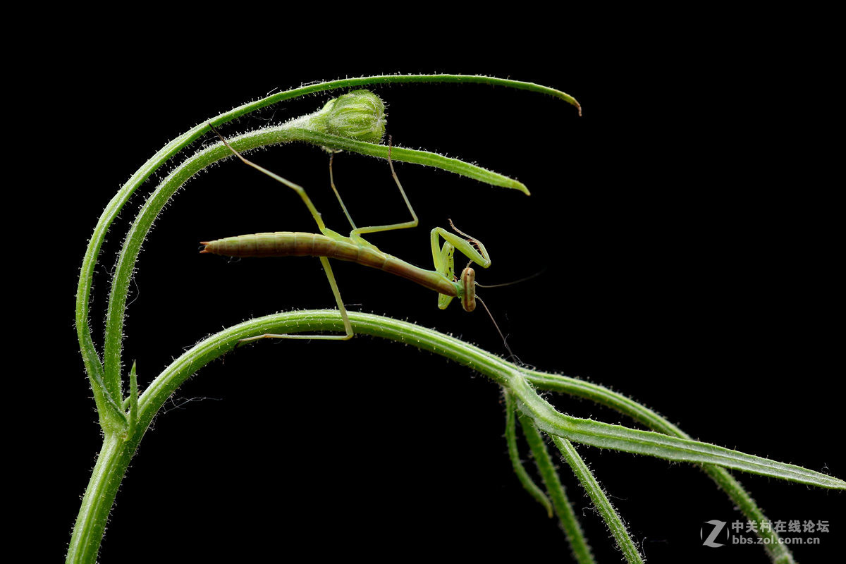 一组光影小螳螂