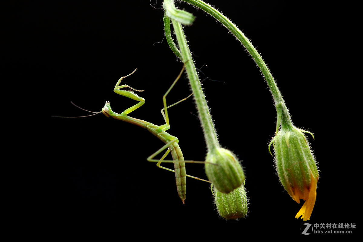 一组光影小螳螂