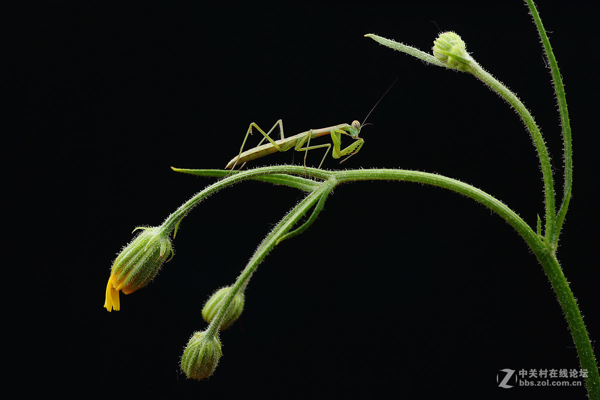 一组光影小螳螂